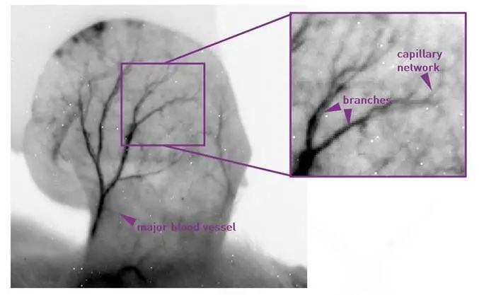 https://www.oxinst.com/learning/uploads/inline-images/focus-on-in-vivo-nir-ii-small-animal-imaging-with-c-red-2-image-6-20240418150903.jpg