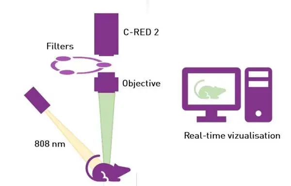 https://www.oxinst.com/learning/uploads/inline-images/focus-on-in-vivo-nir-ii-small-animal-imaging-with-c-red-2-image-3-20240418145147.jpg